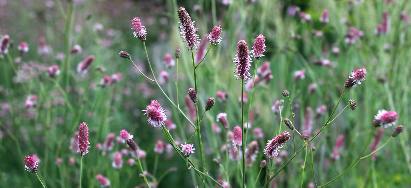 Online Gartenplanung E-Book Staudenlieblinge